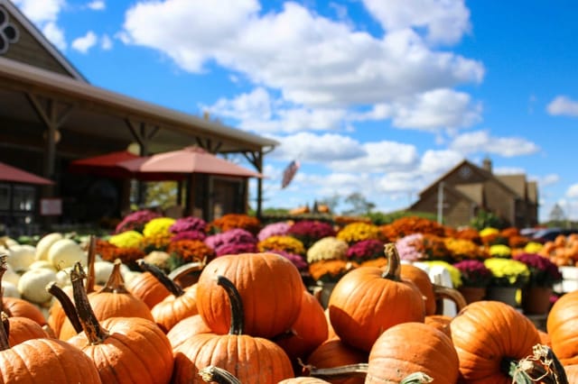 Pile of pumpkins with colorful mums displayed outdoors in front of a building.