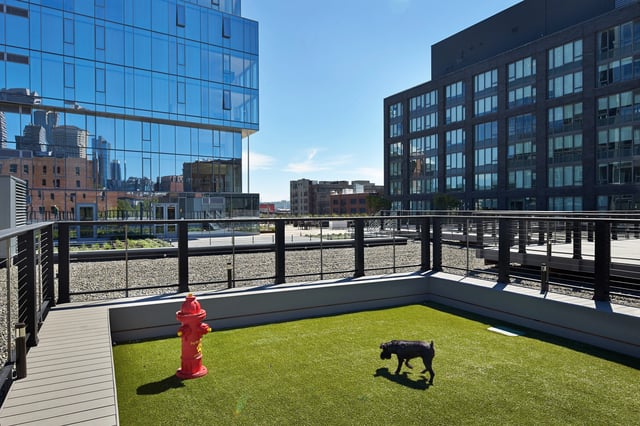 Rooftop dog park with a fire hydrant and a dog.