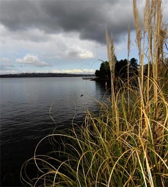 Lake view with tall grass in the foreground and cloudy skies.