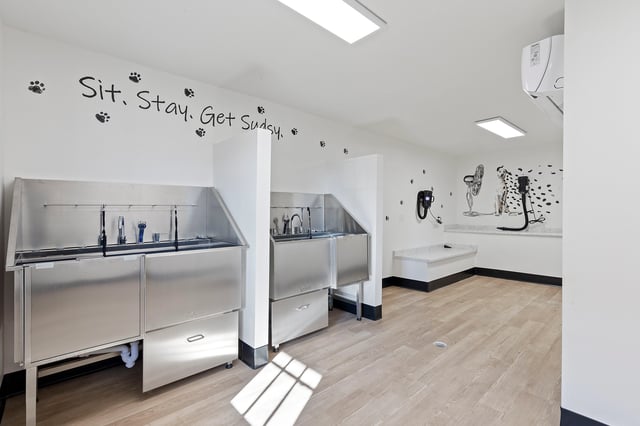 Pet grooming station with sinks and dryers, featuring fun wall art.